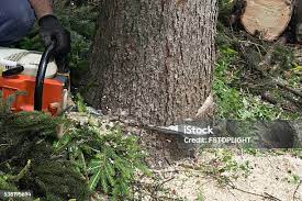 Best Tree and Shrub Care  in Lawson, MO